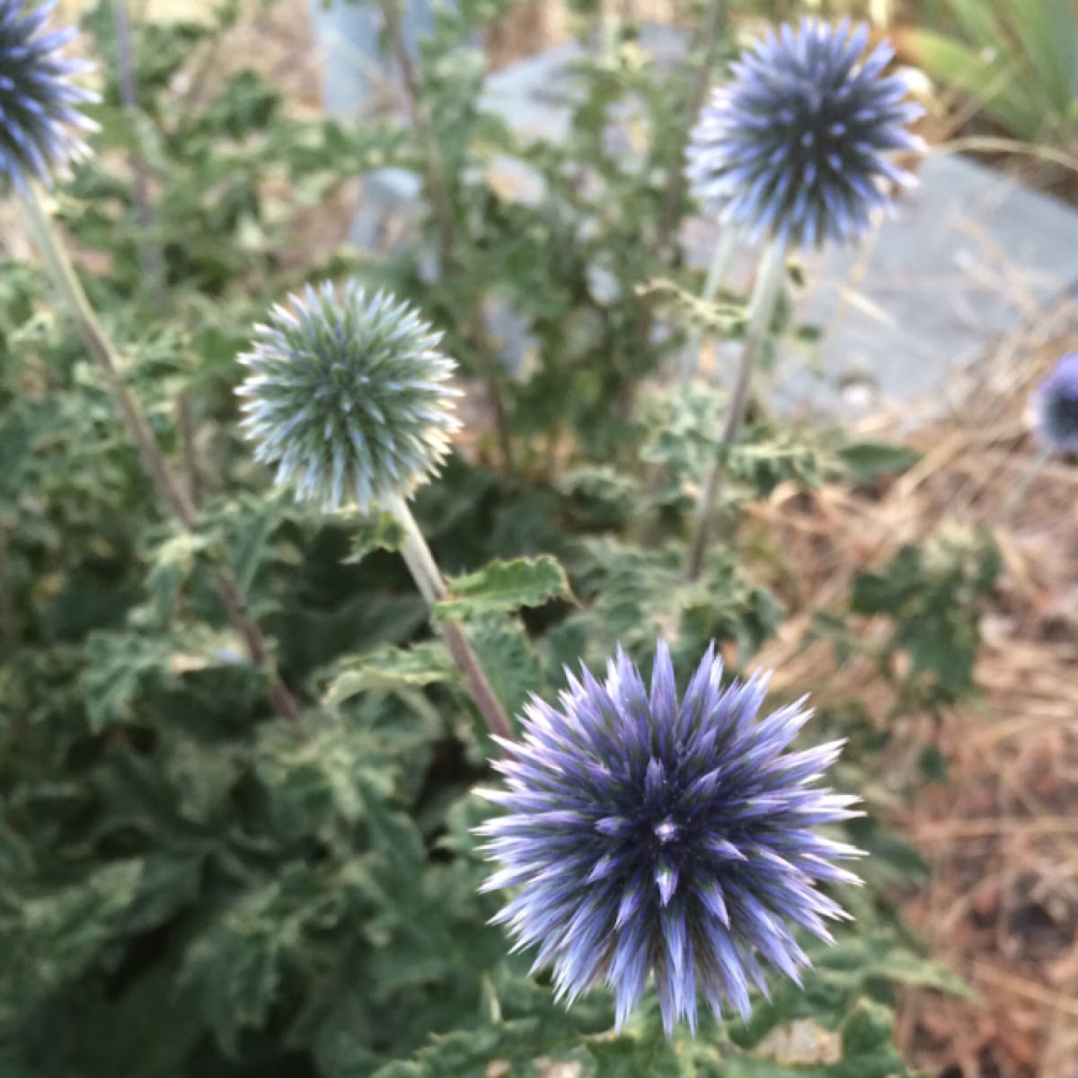 Globe Thistle