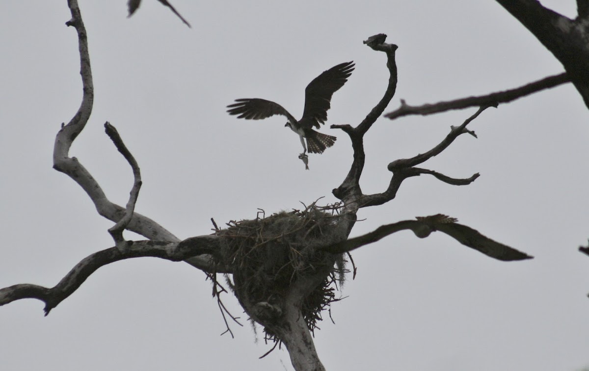 Osprey