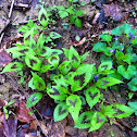 Redshank plant