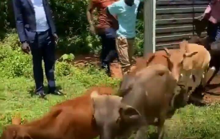 Man delivers a truck of cows as dowry payment