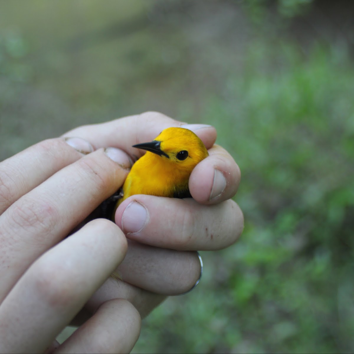 Prothonotary Warbler