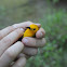 Prothonotary Warbler