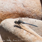 Epaulet Skimmer