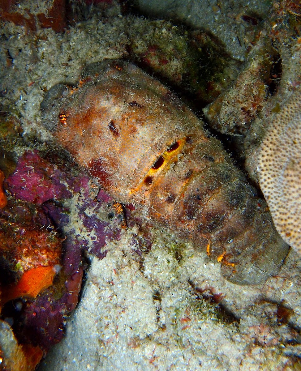 Spanish Slipper Lobster