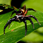 Giant Jumping Spider