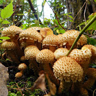 Scaly Pholiota