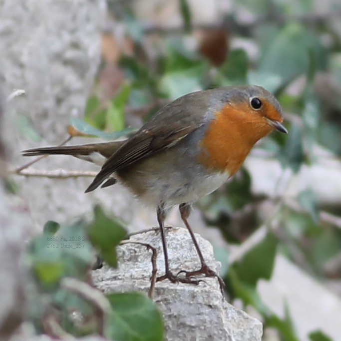 European robin