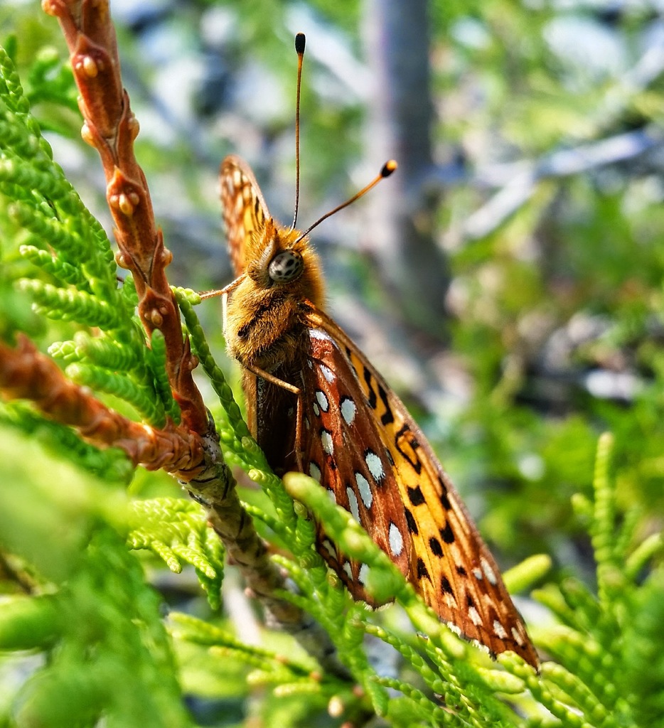 Aphrodite Fritillary