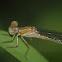 Pseudagrion pilidorsum ssp. declaratum