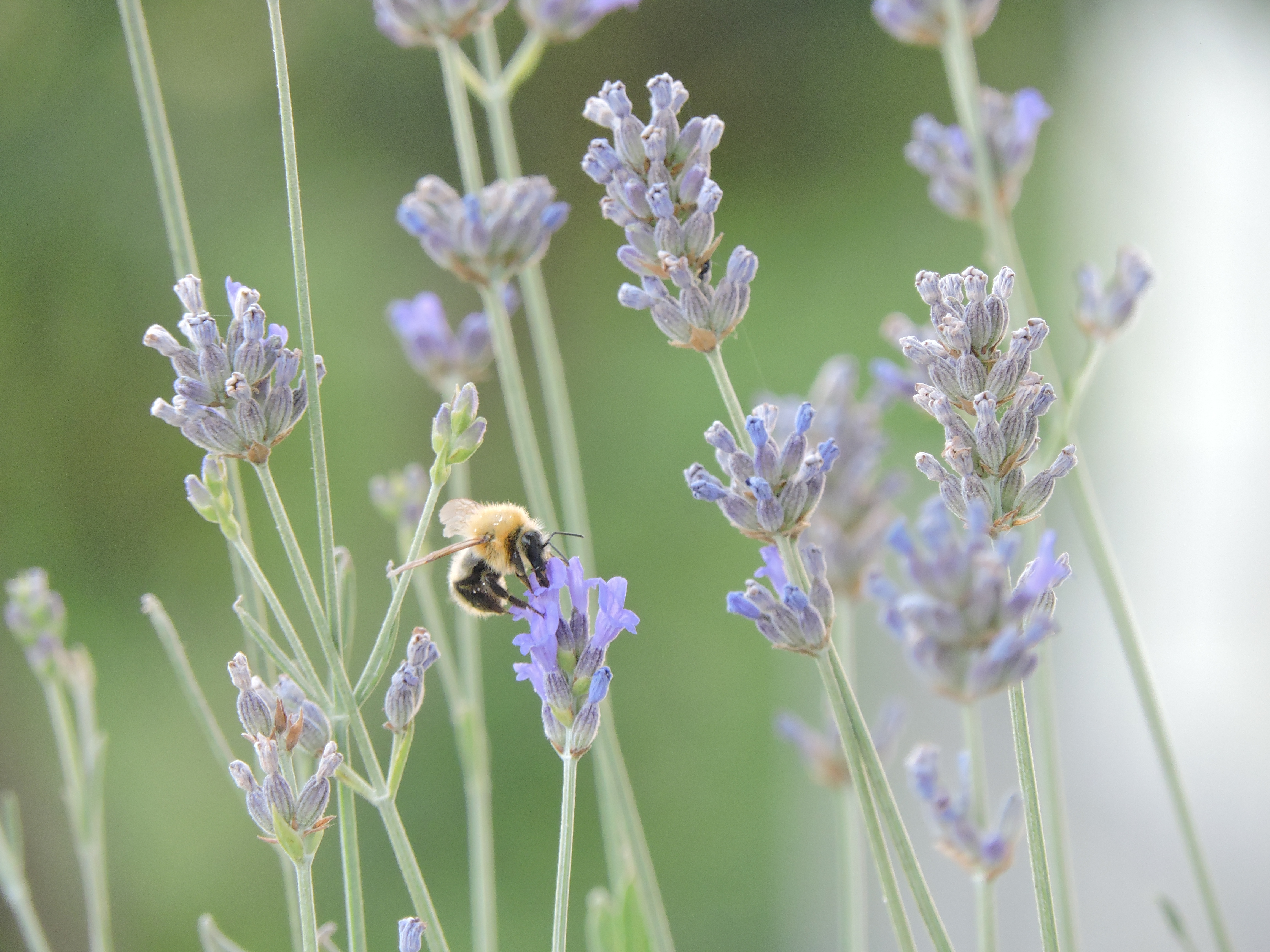 Lavanda in fiore di Eleonora_Mos