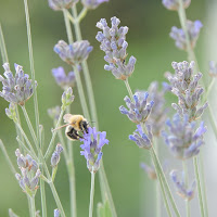 Lavanda in fiore di 