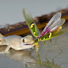 Common house gecko