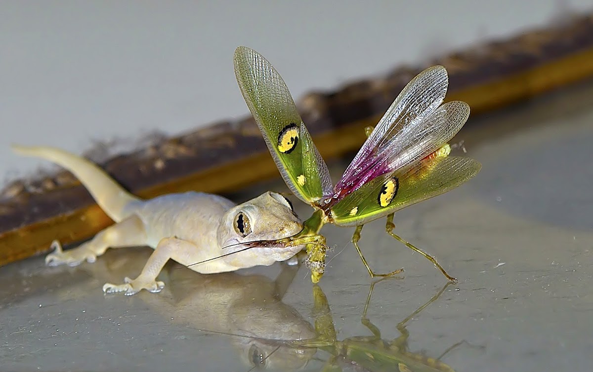 Common house gecko