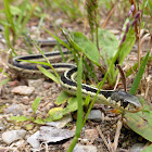 Eastern Gartersnake