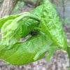 Longbodied Cellar Spider