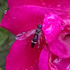 Sawfly