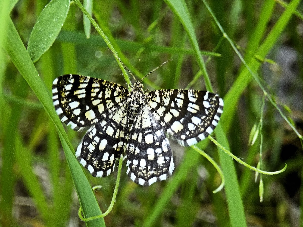 Latticed Heath