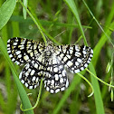 Latticed Heath