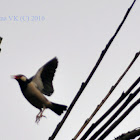 Asian Pied Starling