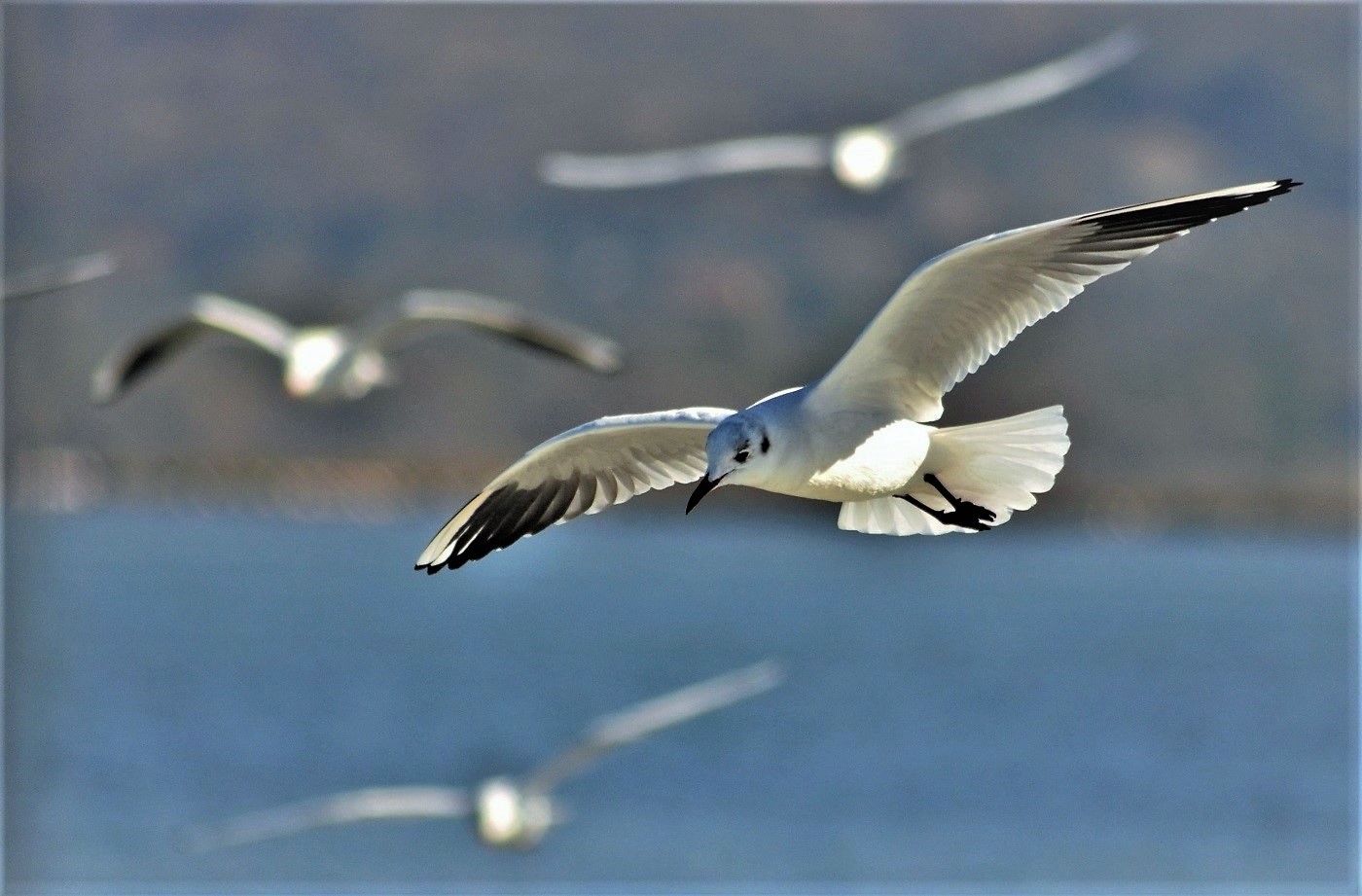 Libero di volare di ely50