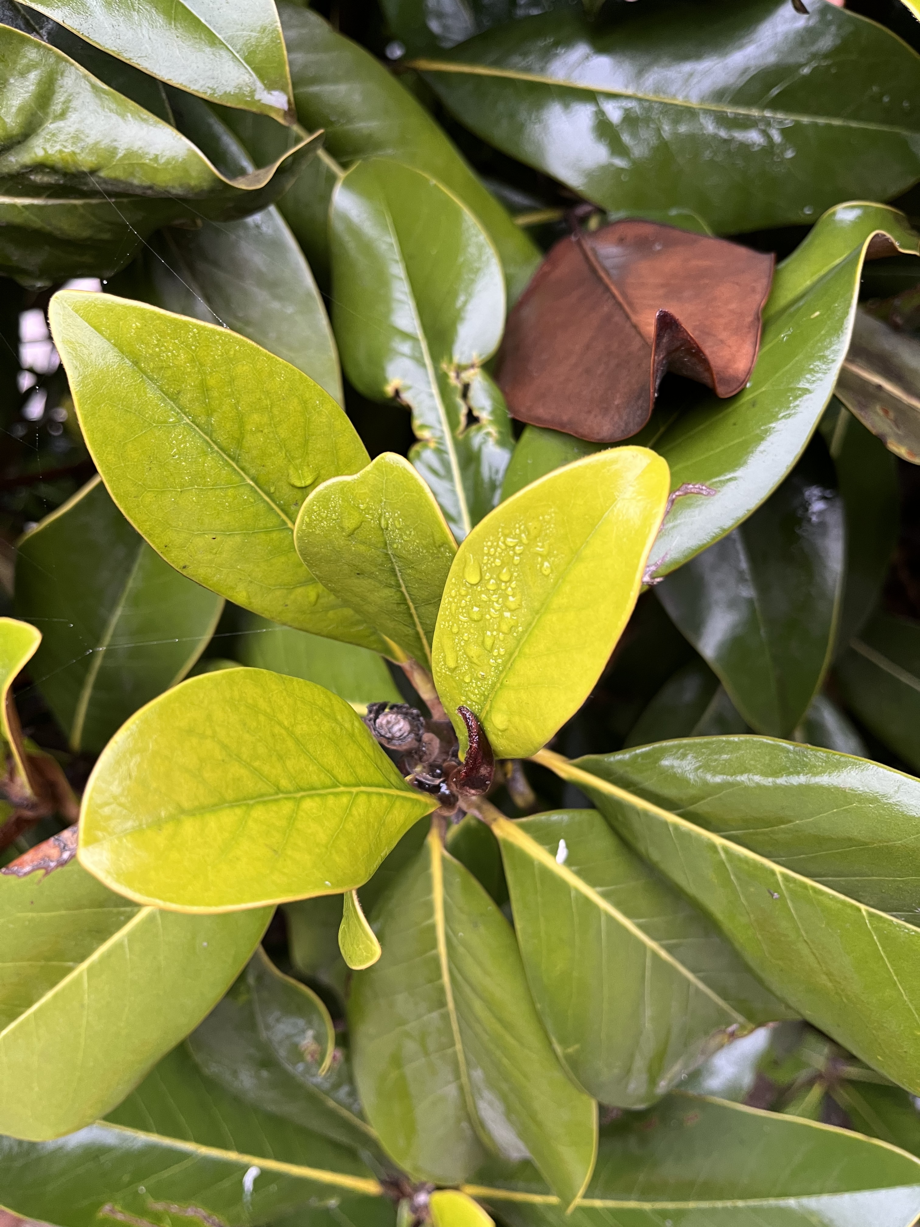 La magnolia si rinnova di Pierafff