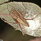 Lynx Spider