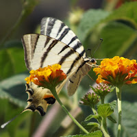 Meravigliosa Natura di 