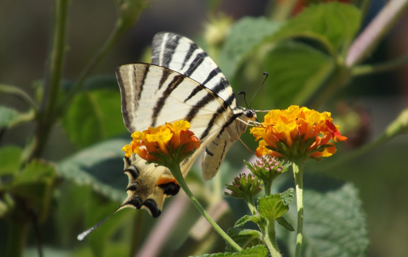 Meravigliosa Natura di gabrielecassano