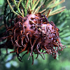 Juniper-apple Rust