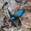 Oil Beetle