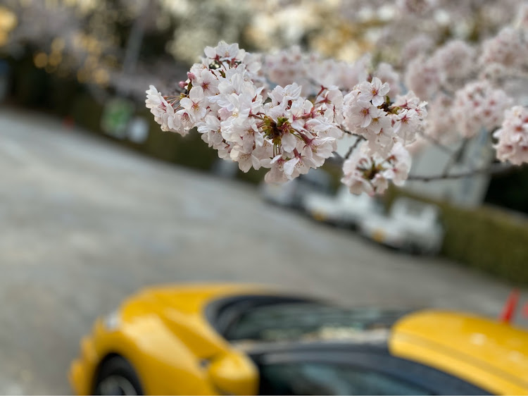 CR-Zの無限MUGEN・zf1・CR-Z・桜と愛車・桜とコラボに関するカスタム事例の投稿画像4枚目