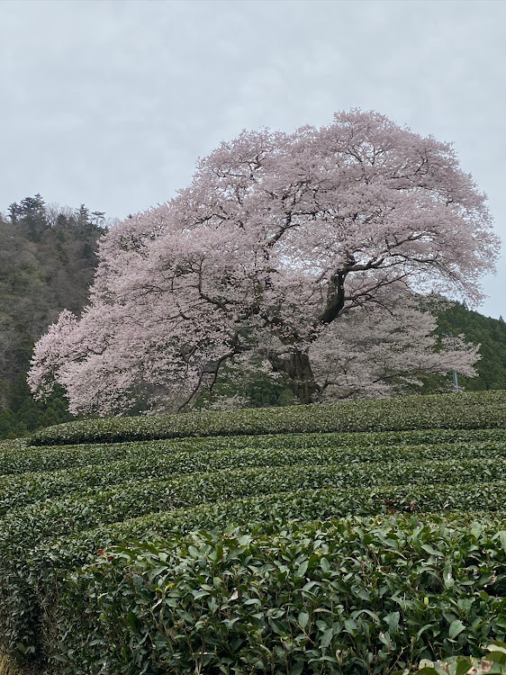 の投稿画像7枚目