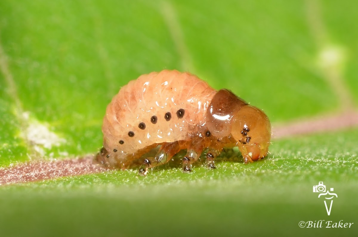 Swamp Milkweed Leaf Beetle Larva