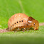 Swamp Milkweed Leaf Beetle Larva