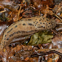 leopard slug