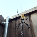 Garden Spider