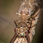 Dobsonfly