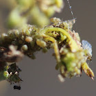 Apple Aphid