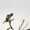 European goldfinch