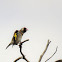 European goldfinch