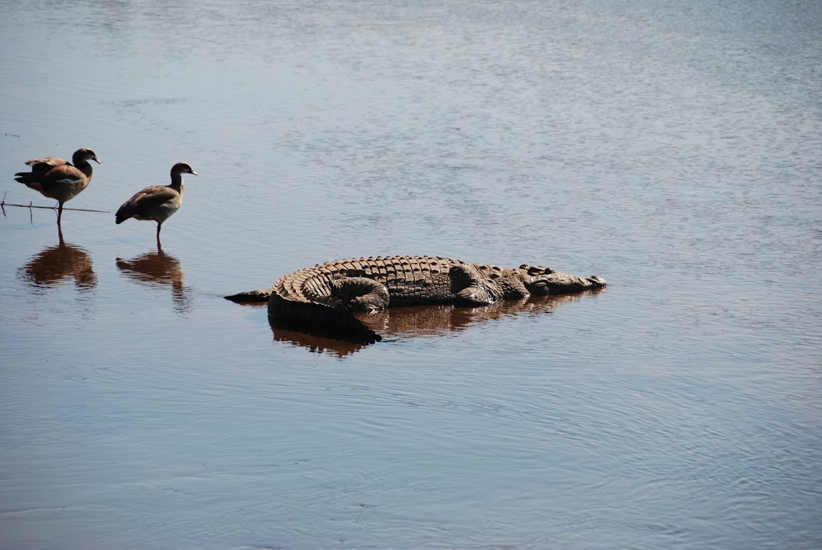 Nile Crocodile