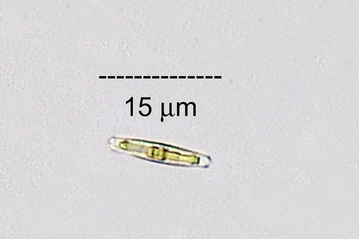 Epilithic Diatom