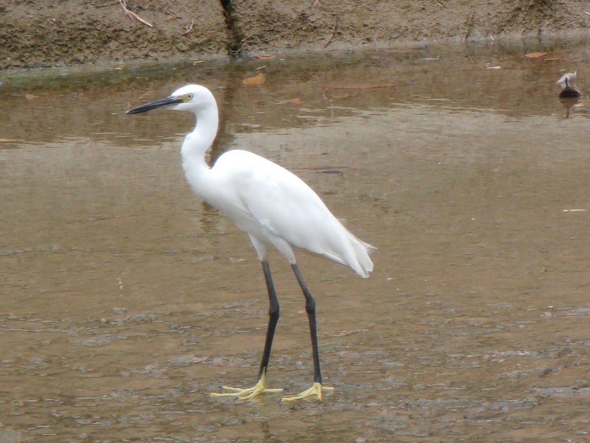 Little Egret