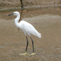 Little Egret