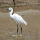 Little Egret