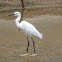 Little Egret