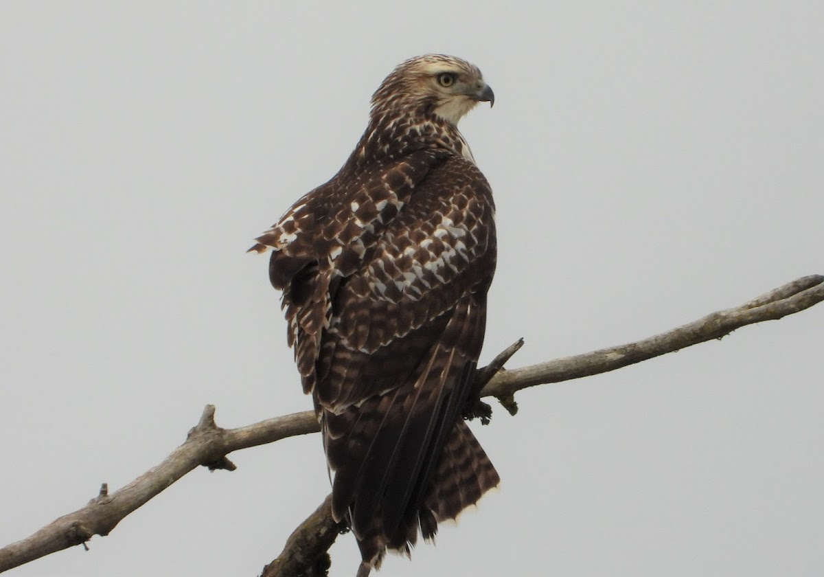 Rough-legged Hawk (female)