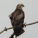 Rough-legged Hawk (female)