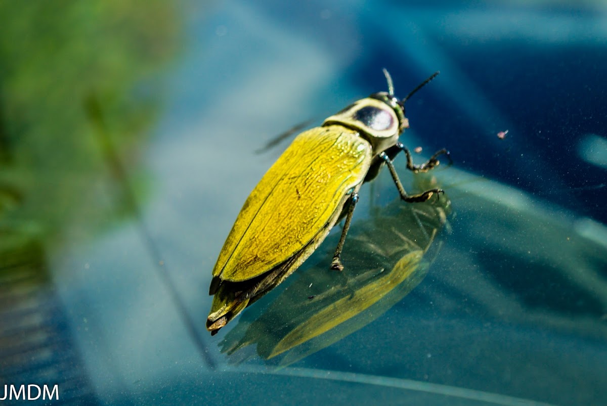 Giant Ceiba Borer