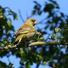 Greenfinch